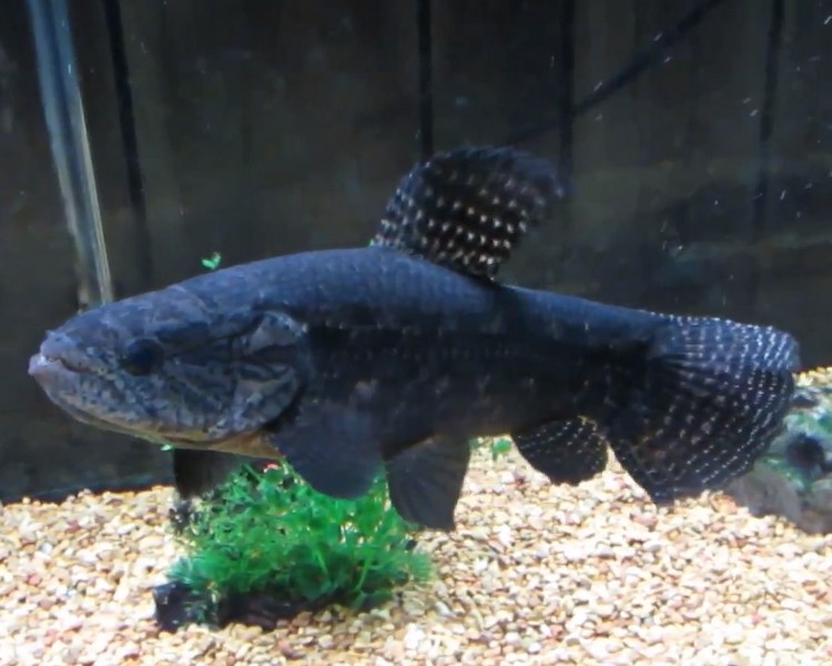 Black Wolf Fish - Hoplias curupira ~ 10-15cm